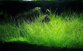 gambar tanaman hairgrass