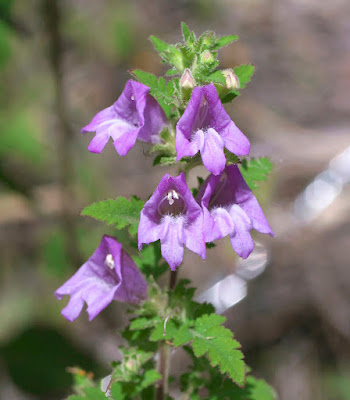 Вшивосемянник китайский / Вшивосемянник японский (Phtheirospermum chinense, =Phtheirospermum japonicum)