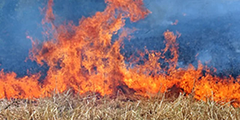 PTI ticket holder's crops were set on fire and reduced to ashes