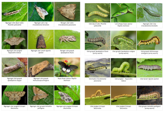 Contoh-contoh serangga ordo Lepidoptera (kiri: imago, kanan: larva)