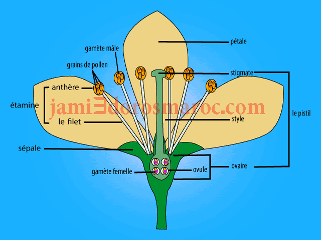 les composantes d’une fleur bisexuée