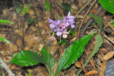 Calanthe sylvatica - Forest-Dwelling Calanthe care