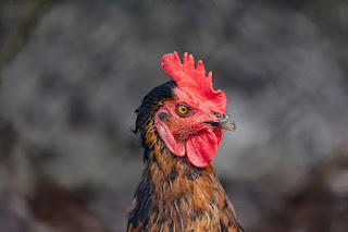 Portrait eines Huhns aus Strass bei Frauenfeld