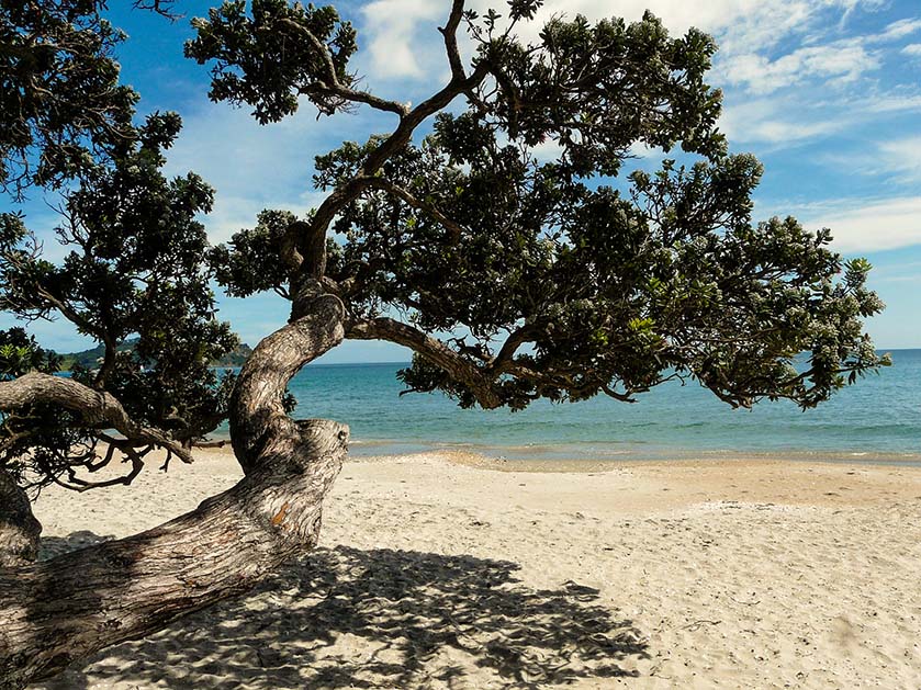 Native New Zealand tree on a beach on Waiheke Island.