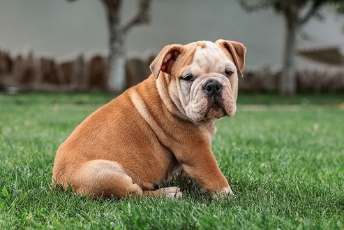 Among the most expensive dog breeds in the world today is English Bulldog.
