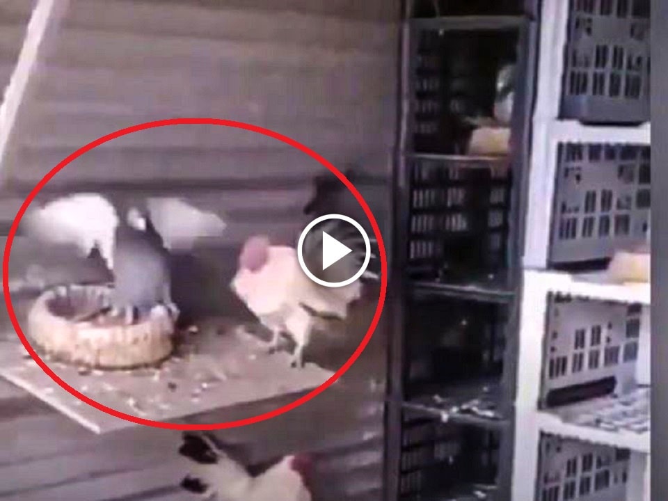 Viral video of rooster and pigeon fighting