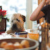 Τι μπορεί να φάει ο σκύλος από το Χριστουγεννιάτικο τραπέζι; 
