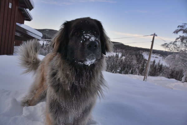 LEONBERGER