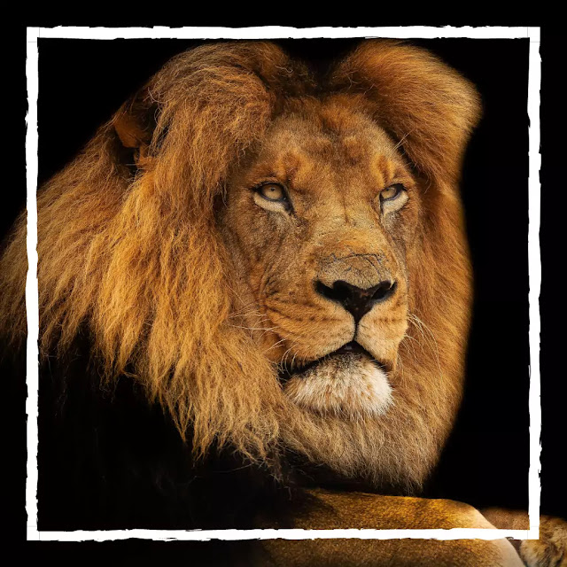 Lion images for Whatsapp DP