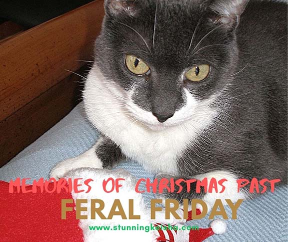 Flashback Feral Friday: Memories of Christmas Past