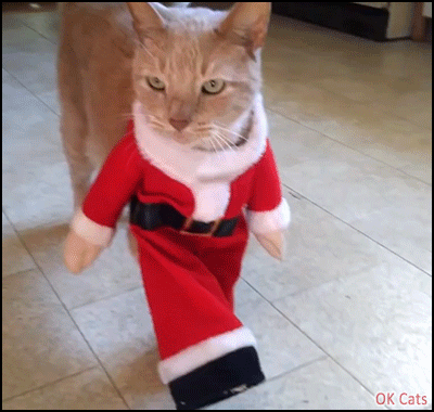 Christmas Cat GIF • Funny Cat dressed as Santa Claus does the French Cancan dance ♫ ♪