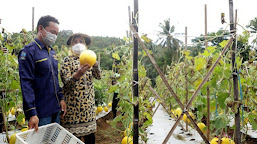 Panen Buah Melon Golden, Bupati Serang Ajak Karang Taruna Bertani