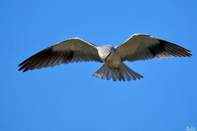 Black-Winged Kite in Flight
