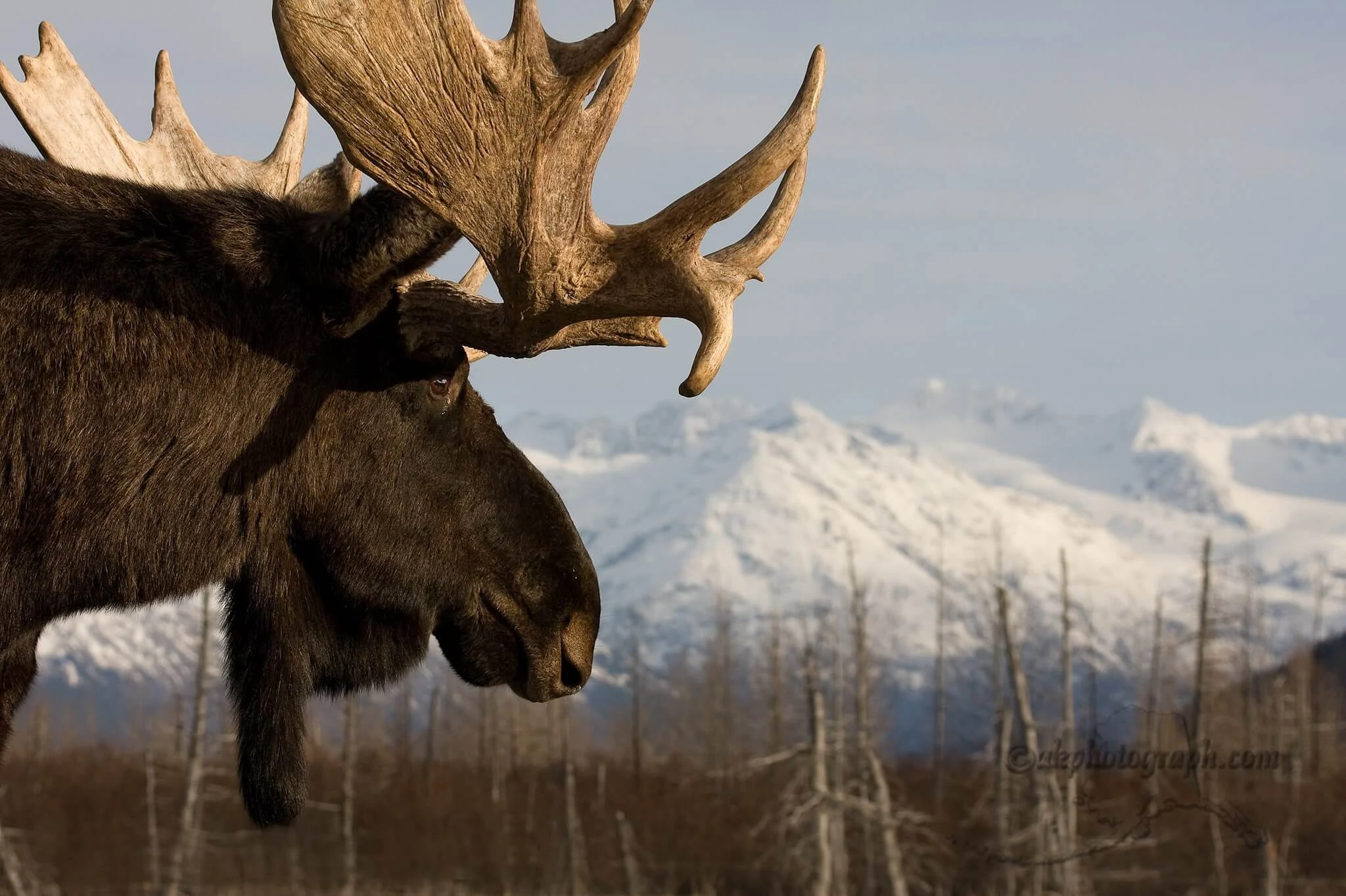 firma del tratado de la compra de Alaska, Alaska fue vendida a estados unidos, Alaska fue vendida por Rusia, Alaska fue vendida a estados unidos, Alaska fue vendida por Rusia, por qué Alaska no es Canadá, Quien Vendió Alaska A Estados Unidos, compra de Alaska, venta de Alaska por parte de Rusia, compra de Alaska por parte de Estados Unidos, Porque Rusia Vendió Alaska A Estados Unidos, america rusa