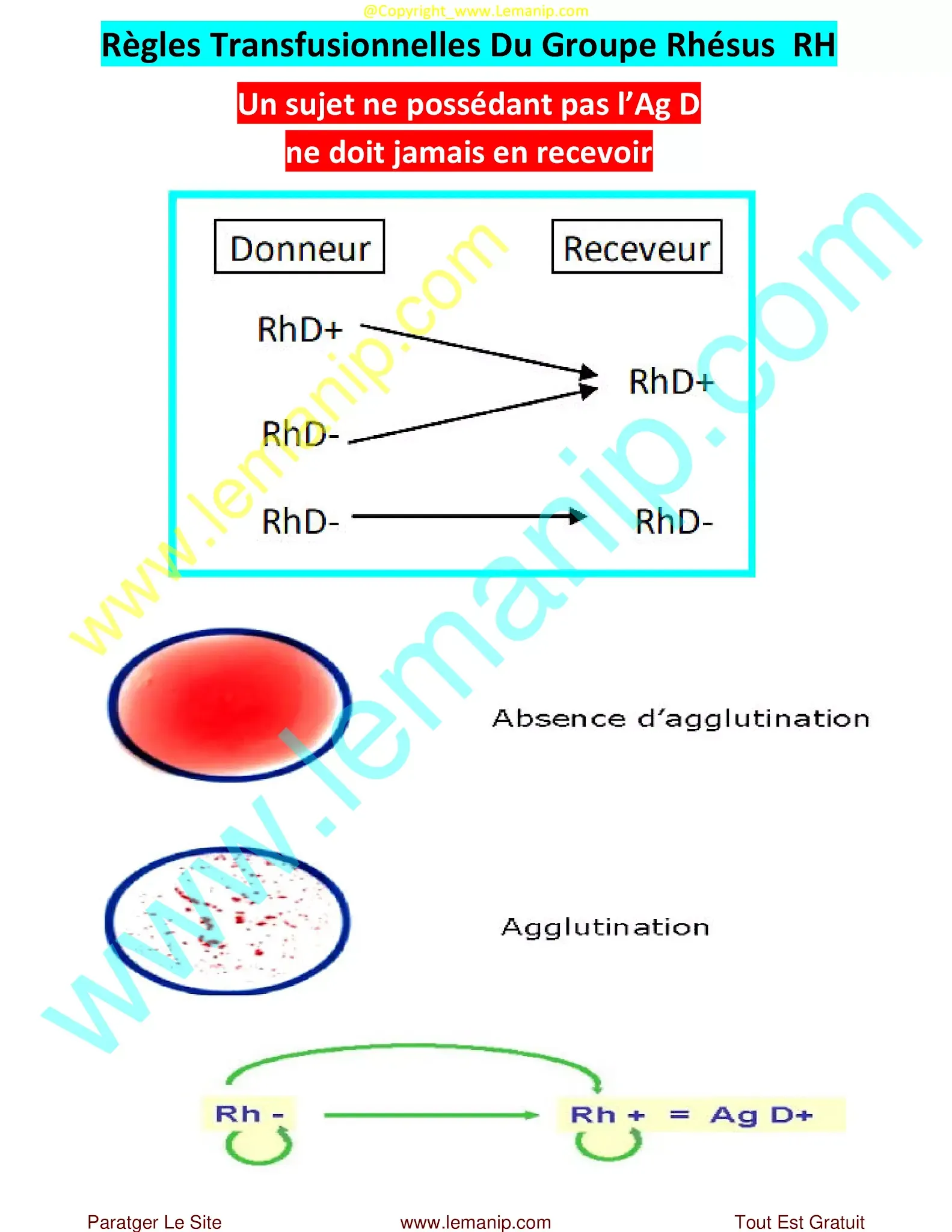 Règles Transfusionnelles Du Groupe Rhésus  RH