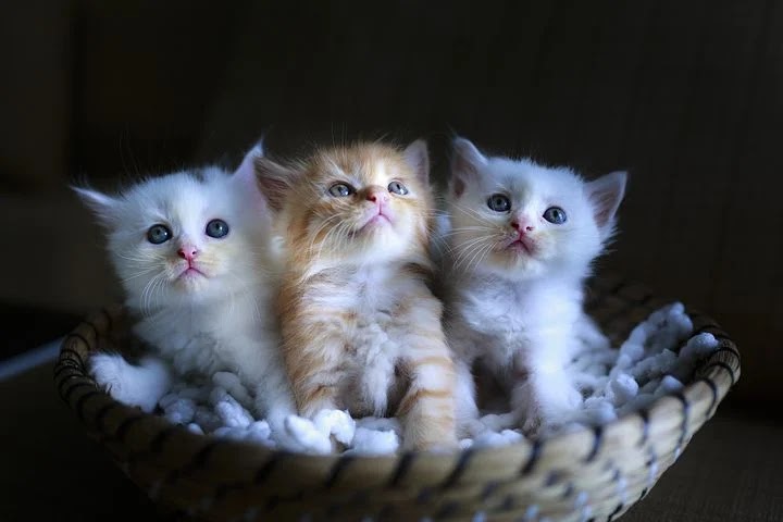 Pictures of kittens and Cats