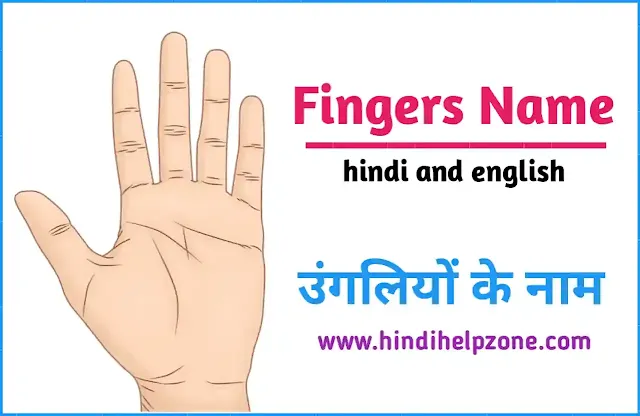 All Five Fingers Name in Hindi-English - उंगलियों के नाम