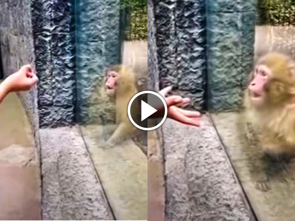 Watch monkey reaction after watching a magic trick of zoo visitor