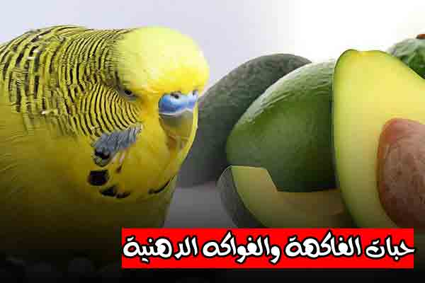 حبات الفاكهة والفواكه الدسمة - Nooh Freestyle