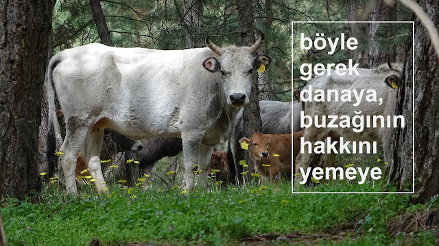 böyle gerek danaya, buzağının hakkını yemeye