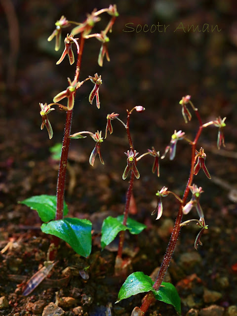 Neottia japonica