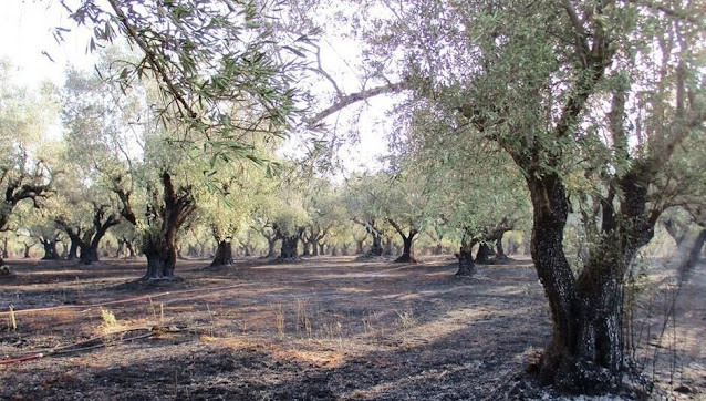 50 ευρώ το δέντρο στους πυρόπληκτους ελαιώνες