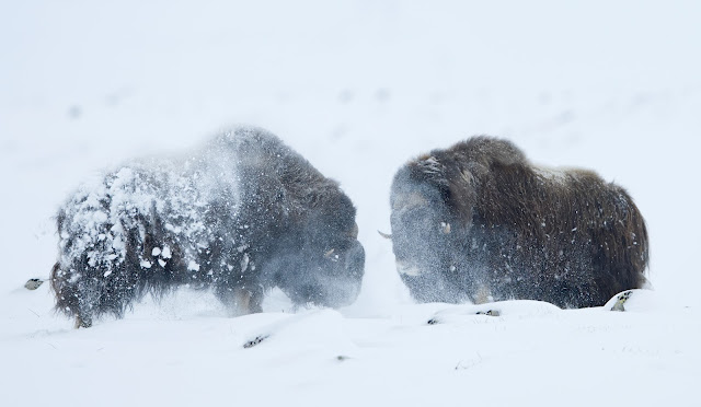 Muskox Dovre