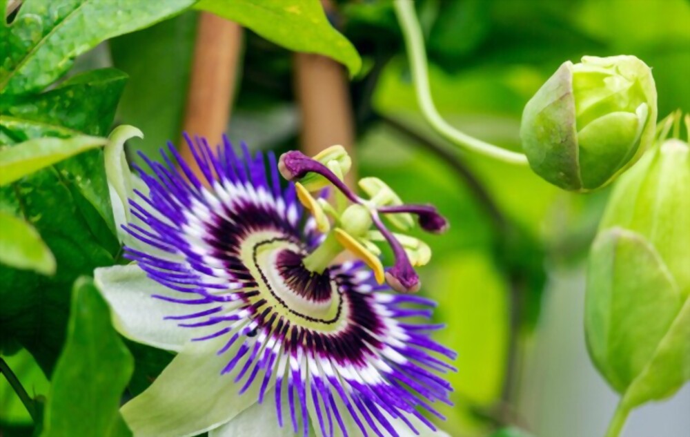 Passionflower