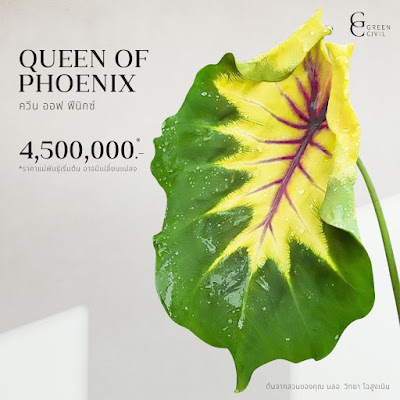 บอนโคโลคาเซีย ควีนออฟฟีนิกซ์ Colocasia Queen of Phoenix