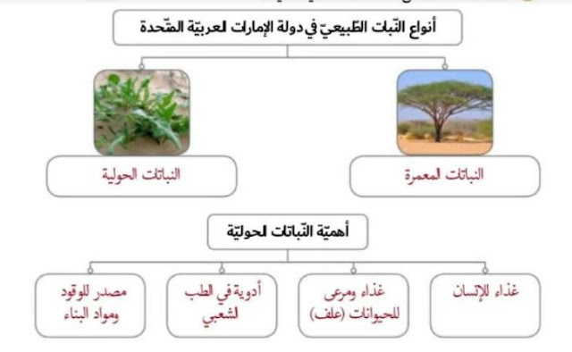 اسماء النباتات في الامارات للصف السادس