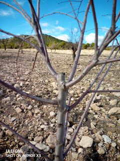 Portainjerto, Gf-677. En Soluciones en el Cultivo Ecológico del Almendro. juanpacomarsilla.blogspot.com