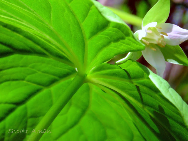 Trillium tschonoskii