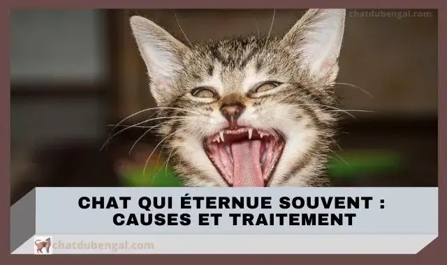 Chat qui éternue souvent : Causes et traitement