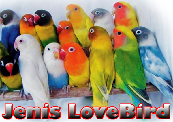 Jenis Burung LoveBird