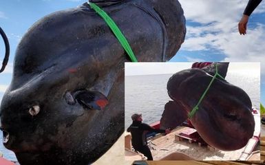 Peixe-lua gigante encontrado por pescadores na Espanha impressiona biólogo