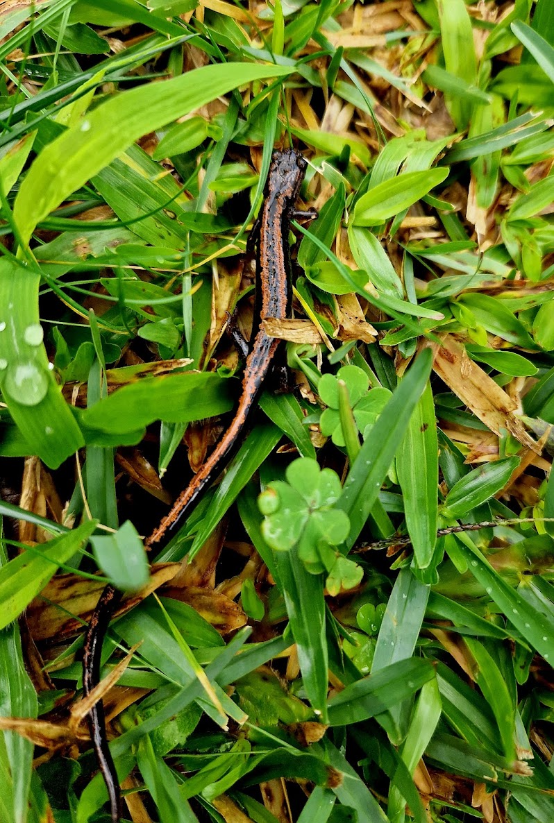 Salamandra Ibérica / Chioglossa lusitanica