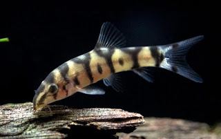 Botia Almorhae (Yoyo Loach)