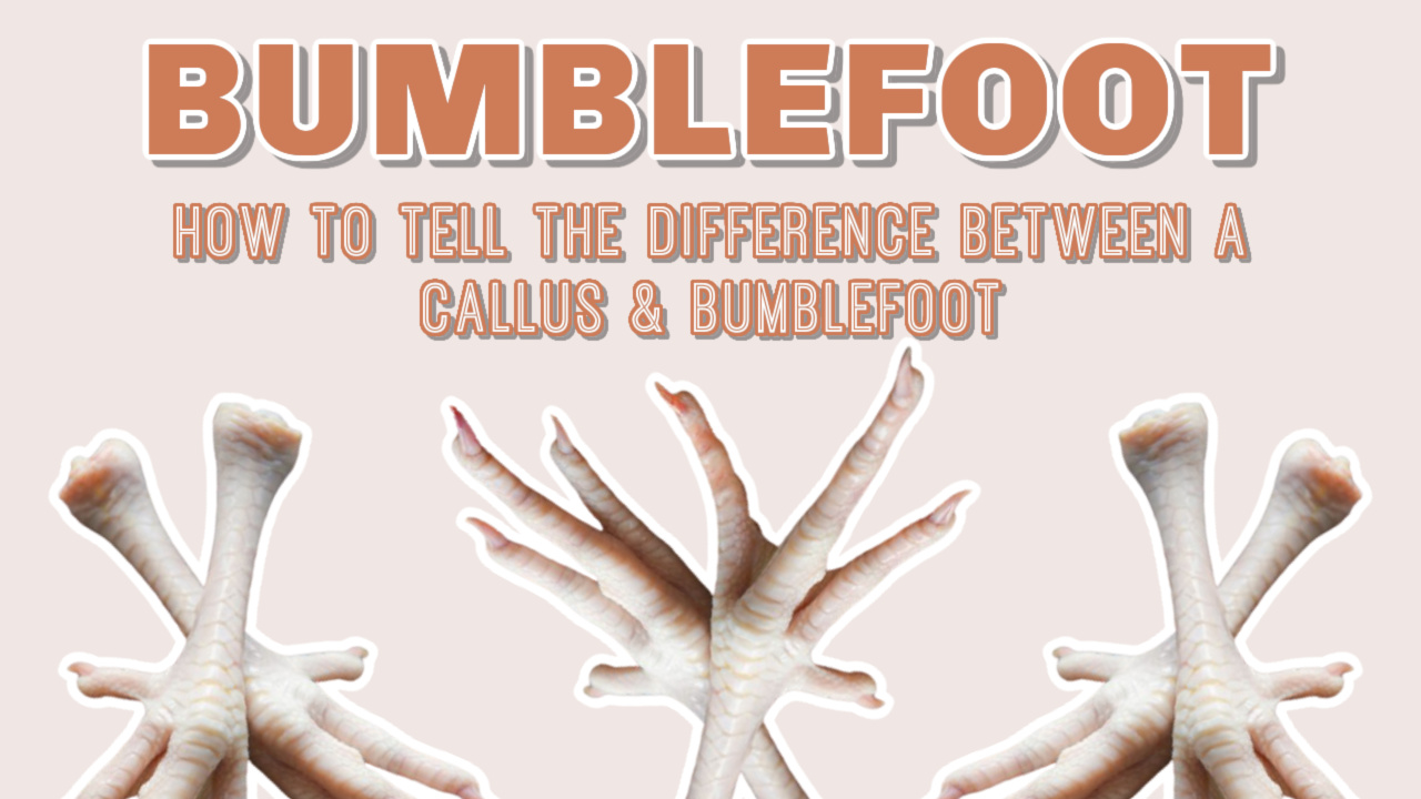 how to tell the difference between bumblefoot infection in poultry feet or urine burn or callus