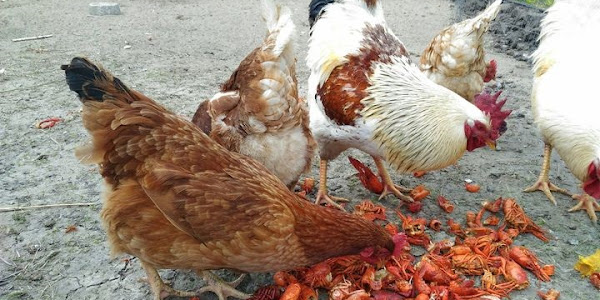 HOW MUCH DO CHICKENS EAT?