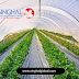 Premier Greenhouse Plastic Manufacturer in Gujarat: High-Quality Solutions for Agricultural Needs