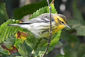BLACKBURNIAN WARBLER-BRYHER-ISLES OF SCILLY-15TH OCTOBER 2022