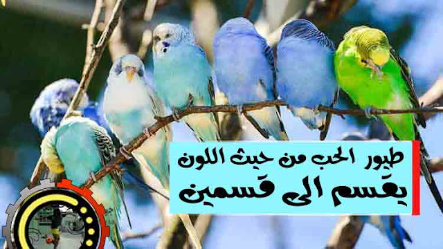طيور الحب من حيث اللون يقسم الى قسمين