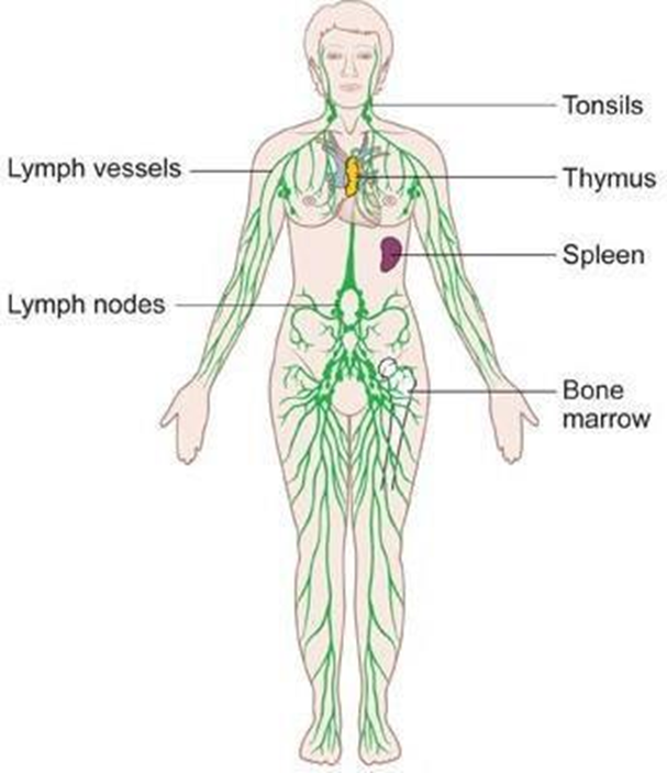 Lymphatic system - 1st Semester B. Pharma Notes Human Anatomy and Physiology