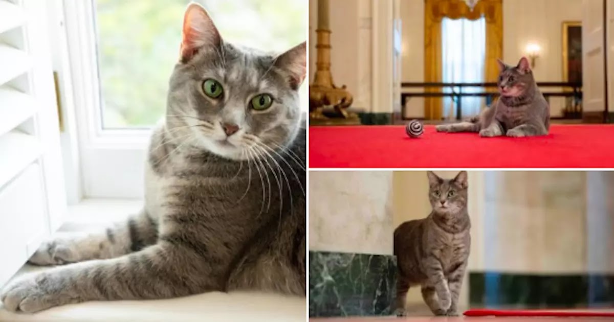 The White House Adopts New Gray Tabby Cat 'Willow' After Meeting Jill Biden In 2020