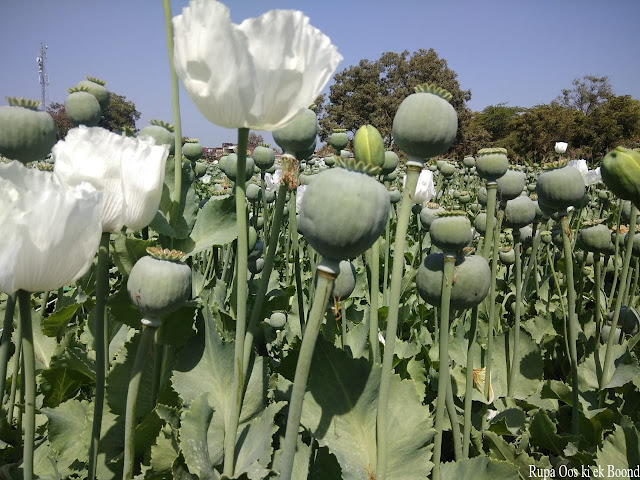अफीम (Afeem/Opium)
