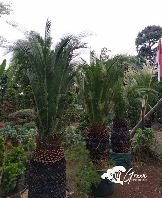 Jual Sikas Macrozamia di Magelang Bergaransi | Harga Macrozamia Langsung Dari Petani