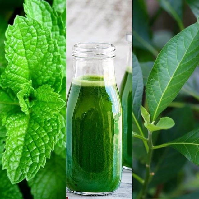 Check Out The Five Benefits Of Drinking Bitter Leaf And Scent Leaf Juice - Gloracemedia