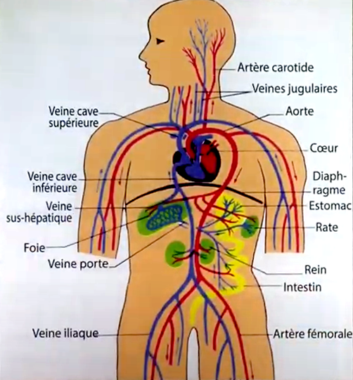l'appareil circulatoire