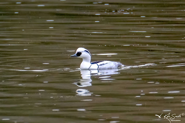 Smew