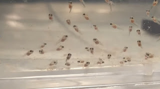 Mengenal cara pemeliharaan larva dan pembesaran benih ikan manfish